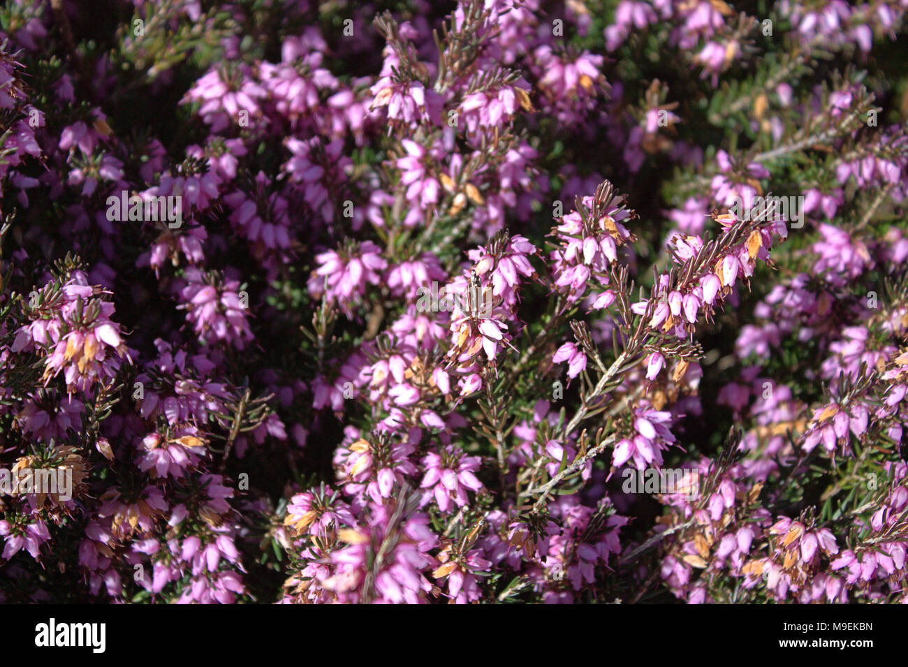 Floraison de printemps bruyère en fleur Banque D'Images