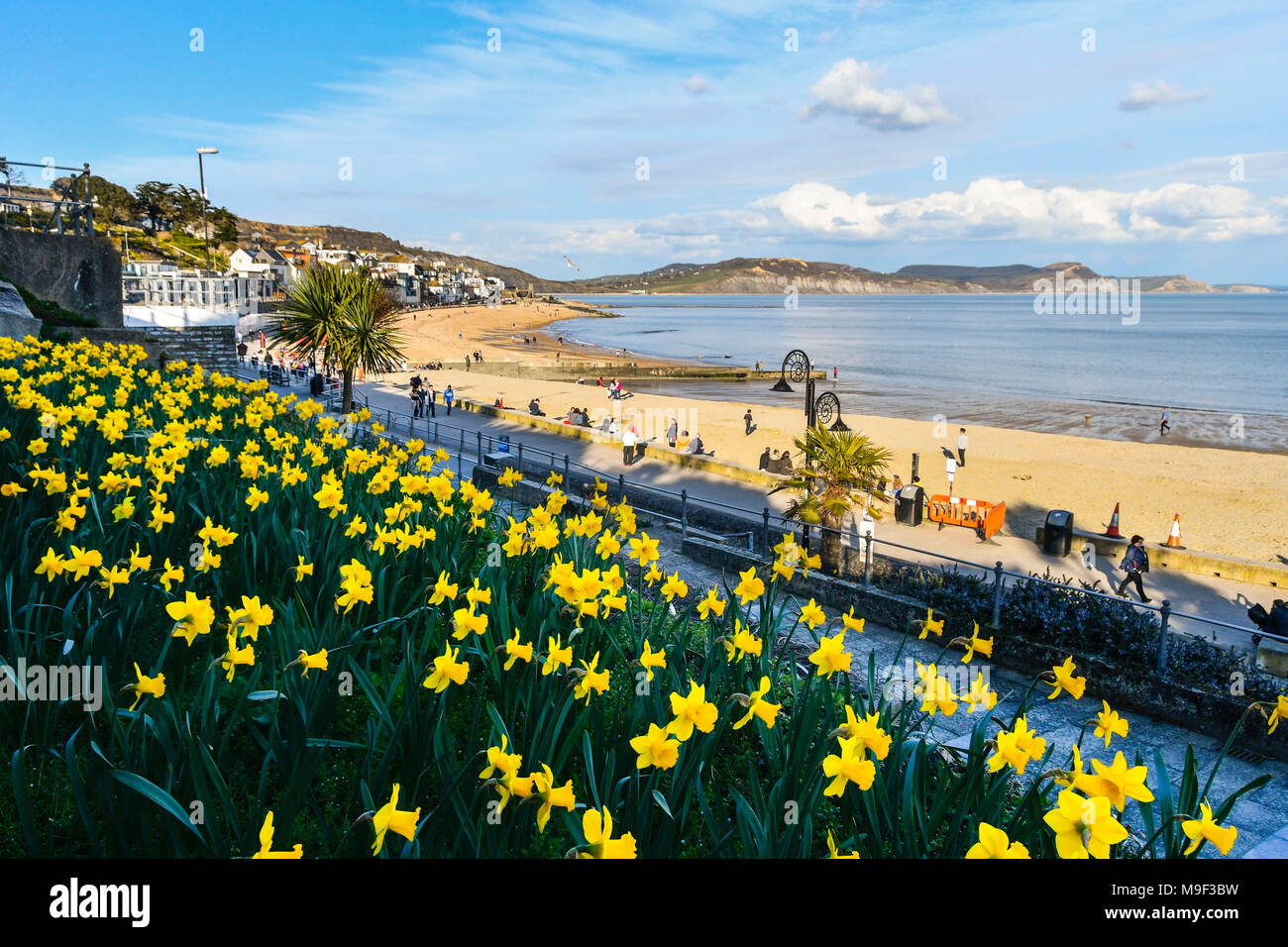 Lyme Regis, dans le Dorset, UK. 25 mars 2018. Météo britannique. Les jonquilles en fleurs sous un ciel bleu et soleil du printemps chaud après-midi à la station balnéaire de Lyme Regis dans le Dorset. Crédit photo : Graham Hunt/Alamy Live News. Banque D'Images