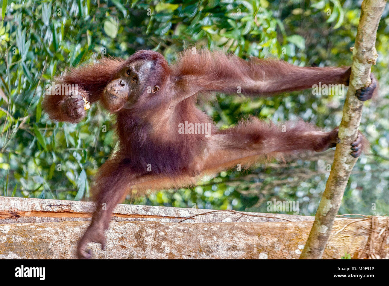 Tout autour, les orangs-outans, Sarawak, Malaisie Banque D'Images