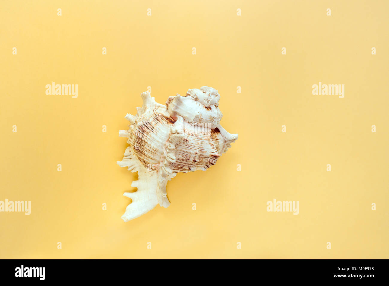 Fond jaune pastel minimaliste avec un coquillage sculpté texturés au milieu. Banque D'Images