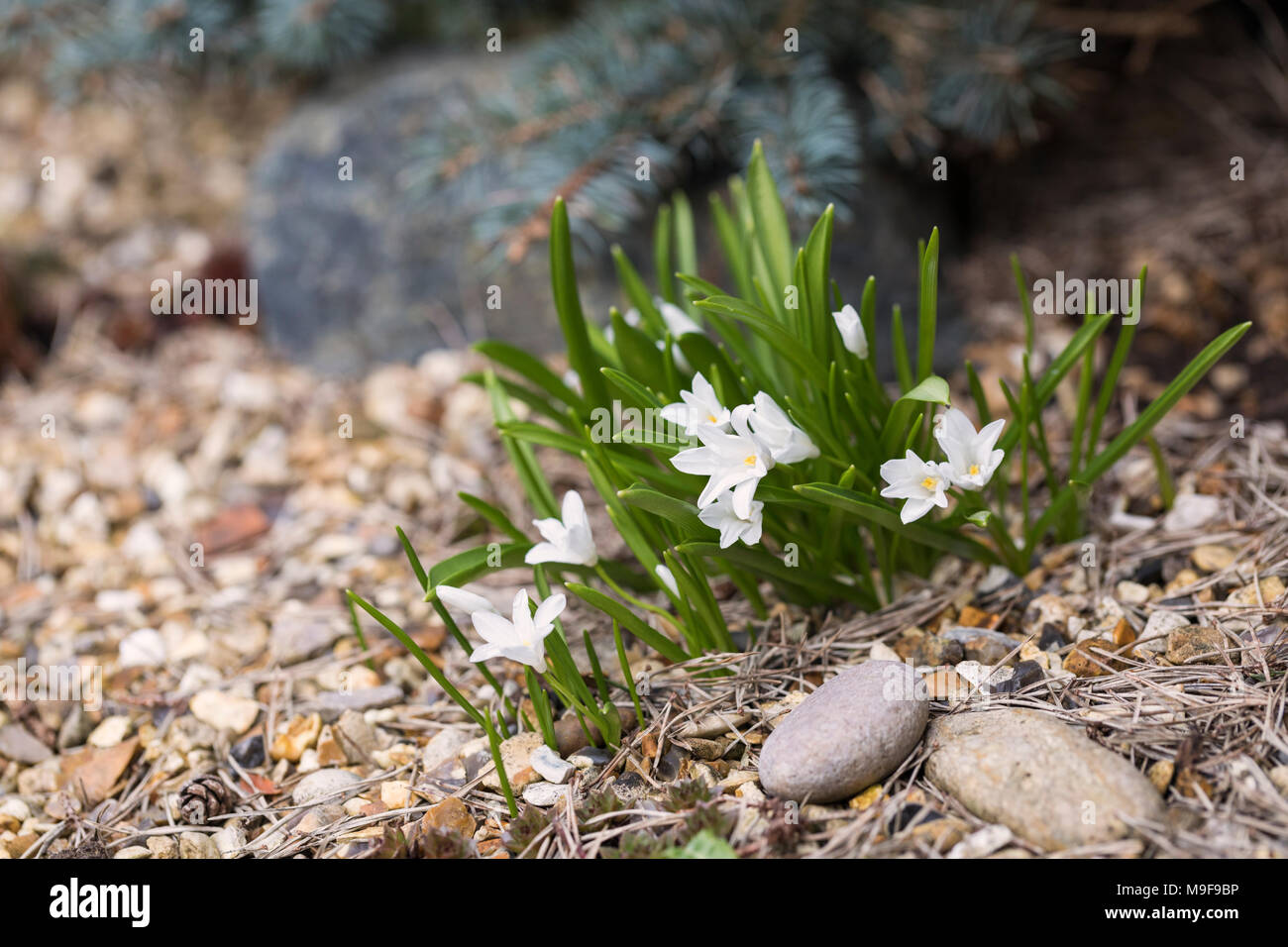 Gros plan sur une petite plante de printemps à fleurs blanches, Royaume-Uni Banque D'Images