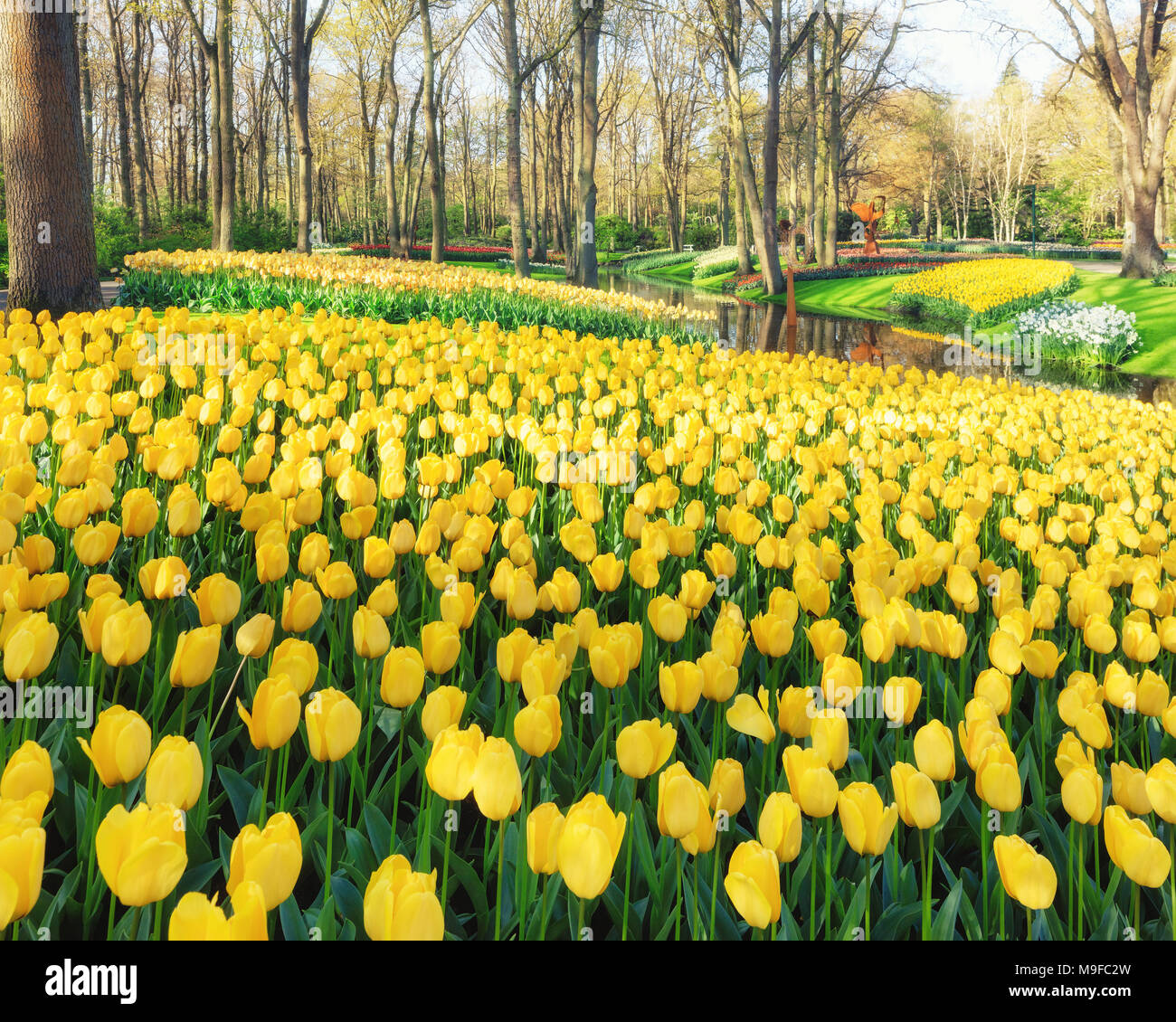 Tulipes colorées des Pays-Bas Banque D'Images