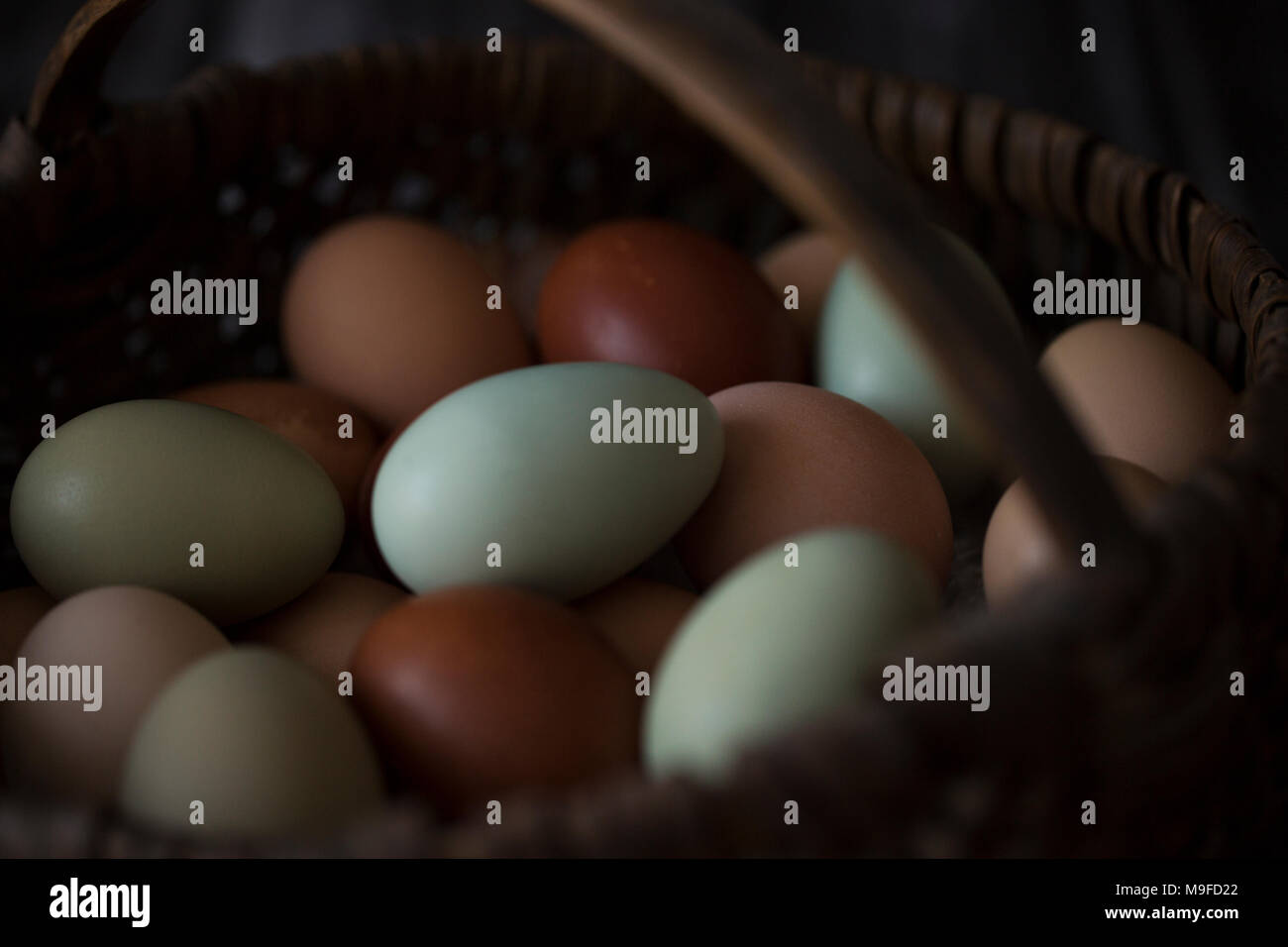 Un panier d'oeufs frais de la ferme en plusieurs couleurs Banque D'Images