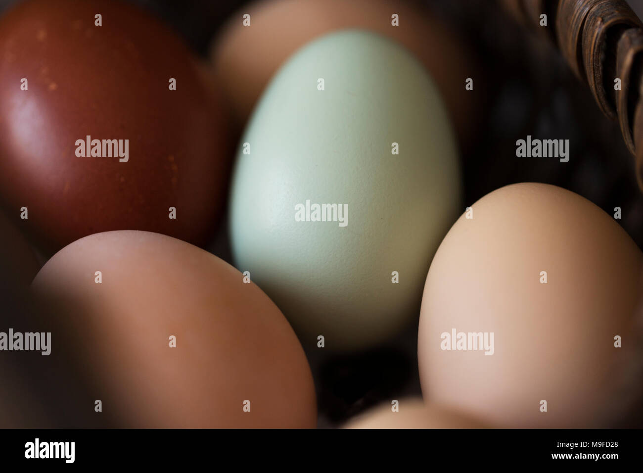 Un panier d'oeufs frais de la ferme en plusieurs couleurs Banque D'Images