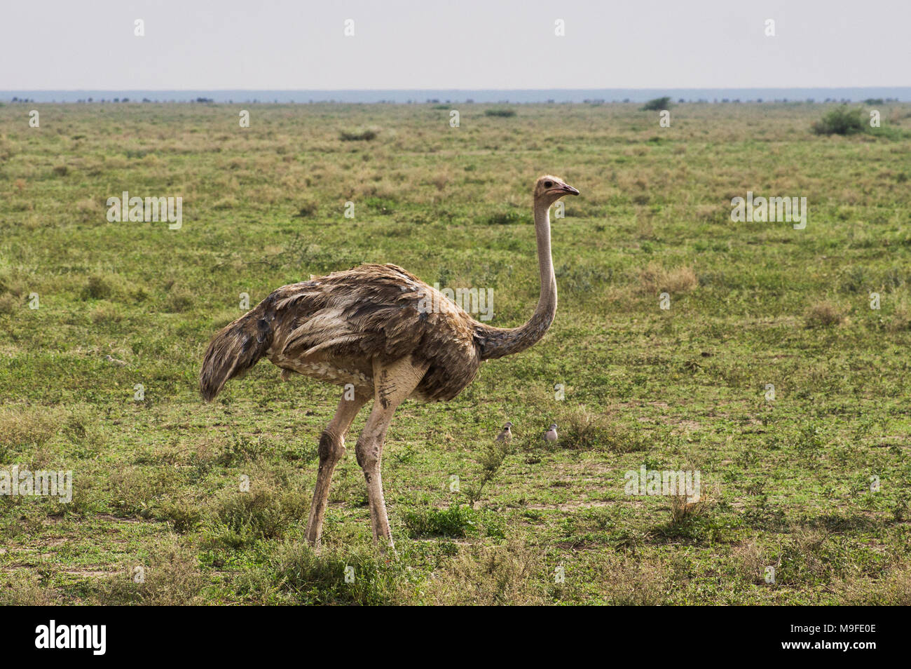 Le dirigeant d'une autruche femail sur les plaines du Serengeti en Tanzanie du Nord, l'Afrique sur une journée ensoleillée avec un ciel bleu Banque D'Images
