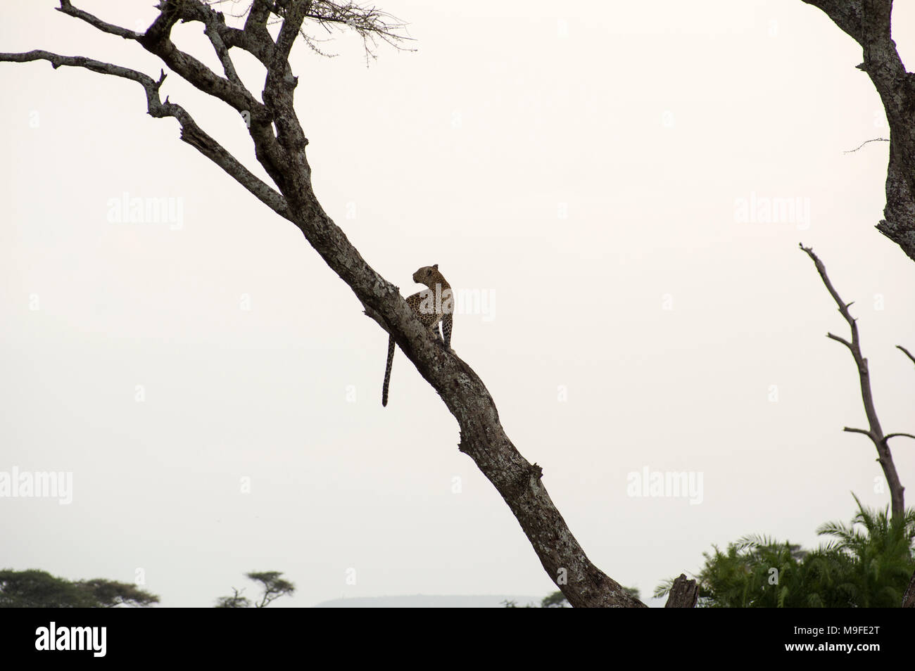 Les Leopard dans un acacia sonder le terrain dans le Serengeti, Arusha, Tanzanie, Afrique du Nord Banque D'Images