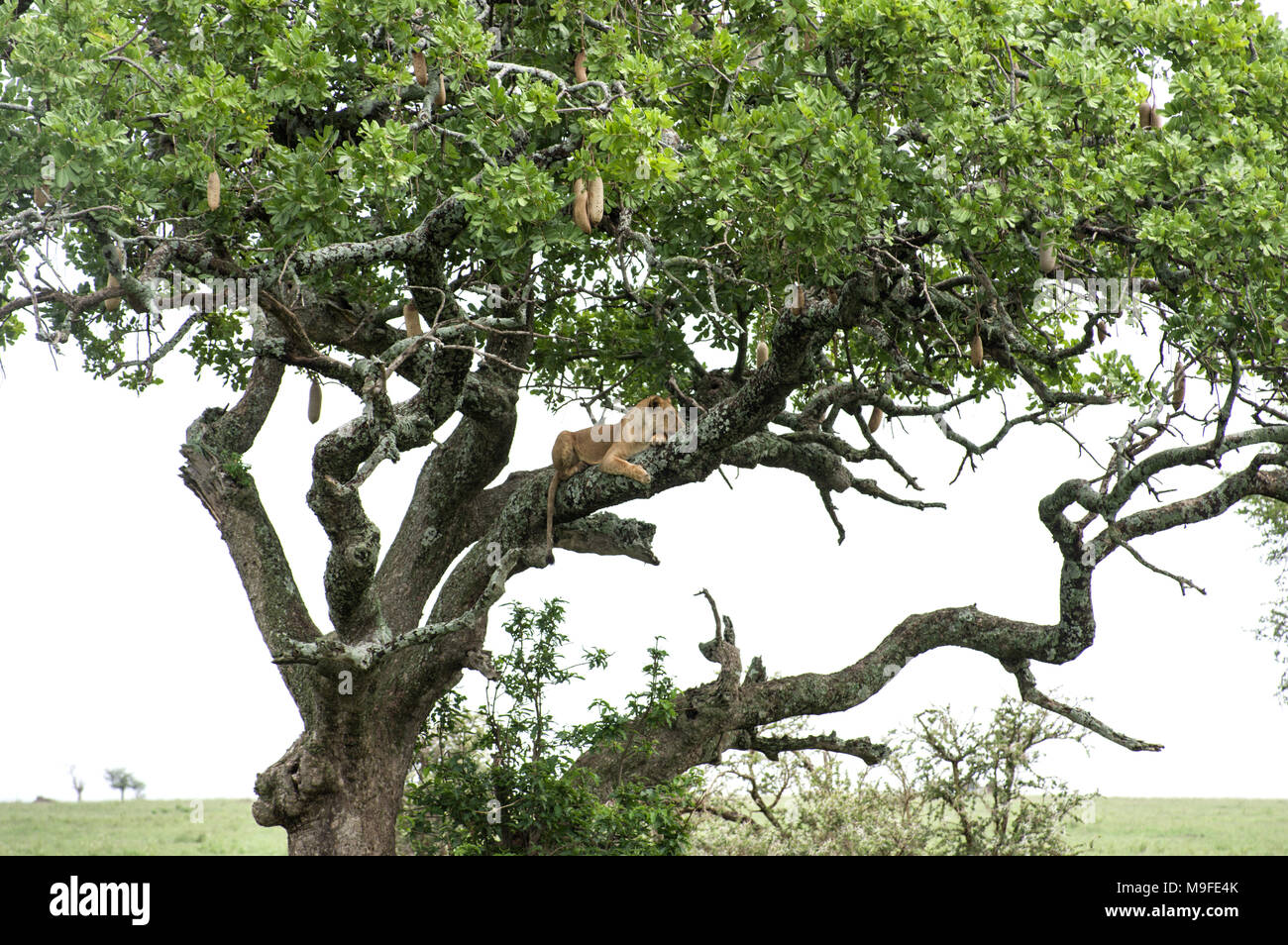 Femme lion, lionne, dormir dans un arbre de saucisses Kigelia africana dans le parc national du Serengeti Tanzanie ses jambes pendre la direction générale ci-dessous Banque D'Images