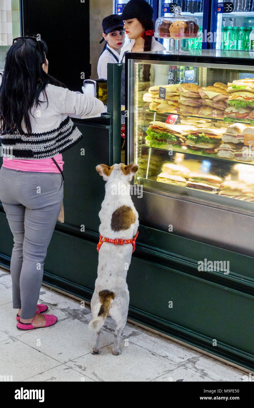 Buenos Aires Argentina,Estacion Retiro gare, Havanna café, comptoir, femme femmes, chien, animal,recherche,vitrine, debout sur les jambes arrière Banque D'Images