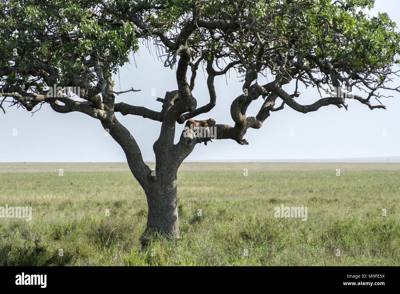 Les Leopard dans un acacia sonder le terrain dans le Serengeti, Arusha, Tanzanie, Afrique du Nord Banque D'Images