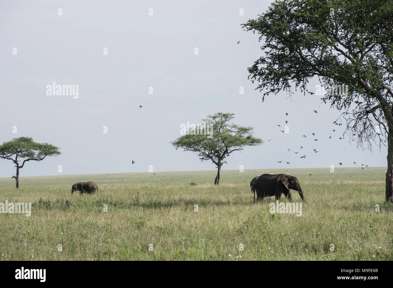 Les éléphants sauvages sous les arbres d'acacia dans le serengeit parc national dans le nord de la Tanzanie au cours d'une journée ensoleillée avec un ciel bleu dans la savane Banque D'Images