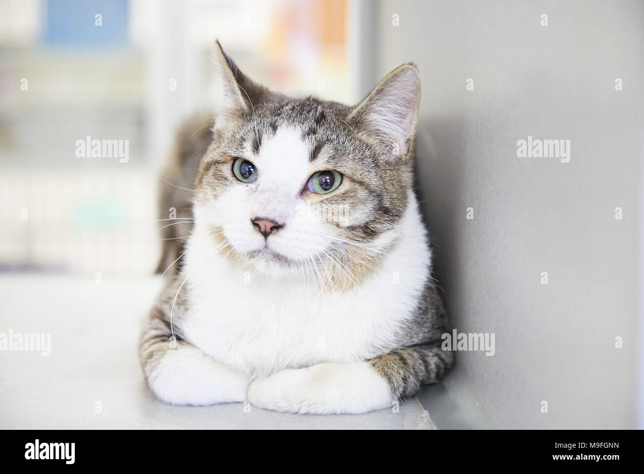 Chat Tigre Gris Dociles Avec Marquage Blanc Se Trouvant A L Interieur De Repos A L Ecart Sur Le Cote Avec Un Air Pensif Dans Un Portrait Photo Stock Alamy