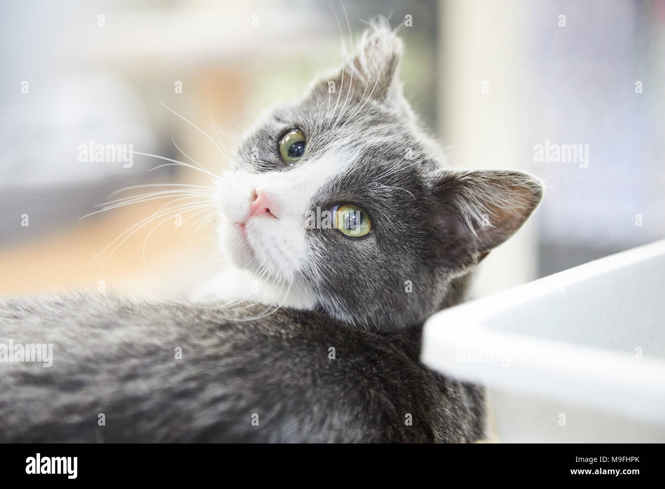 Oreille De Chat Lisse Banque D Image Et Photos Alamy