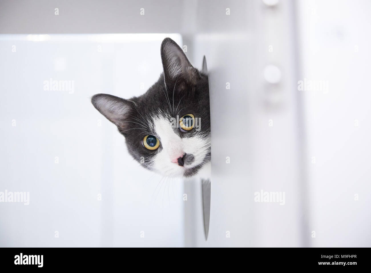 Curieux Petit Chat Noir Et Blanc Sur Le Site De Lintérieur