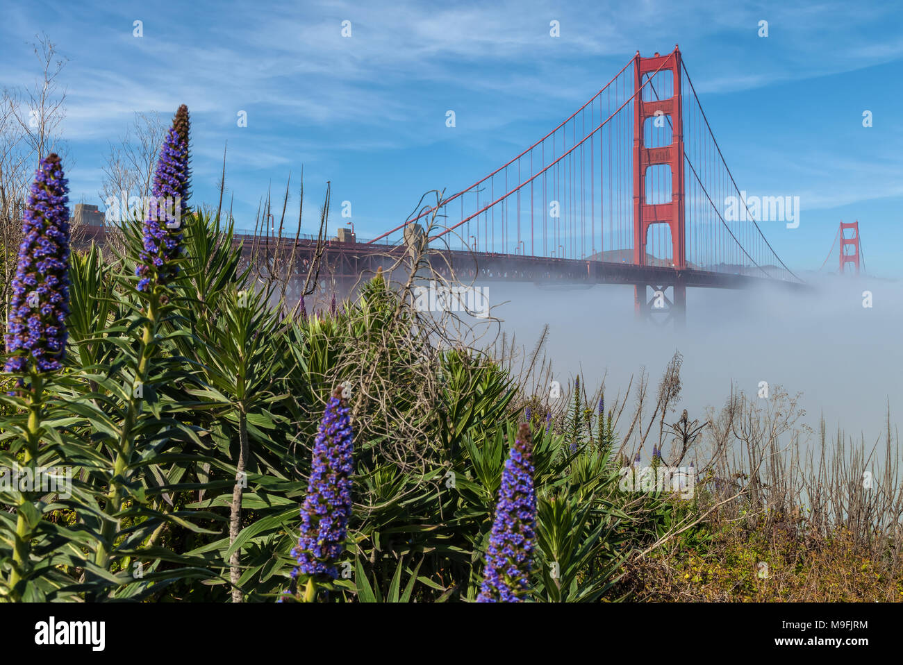 L'emblématique pont du Golden Gate, à faible brouillard sous le pont et de fierté en fleurs fleurs de Madère, San Francisco, California, United States. Banque D'Images
