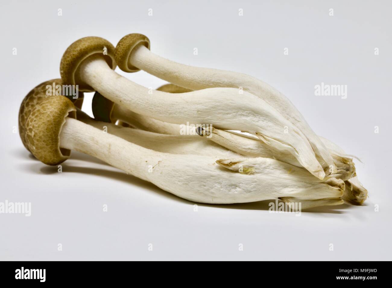 Asian brown hêtre champignons (Hypsizygus tessellatus) sur un fond blanc Banque D'Images