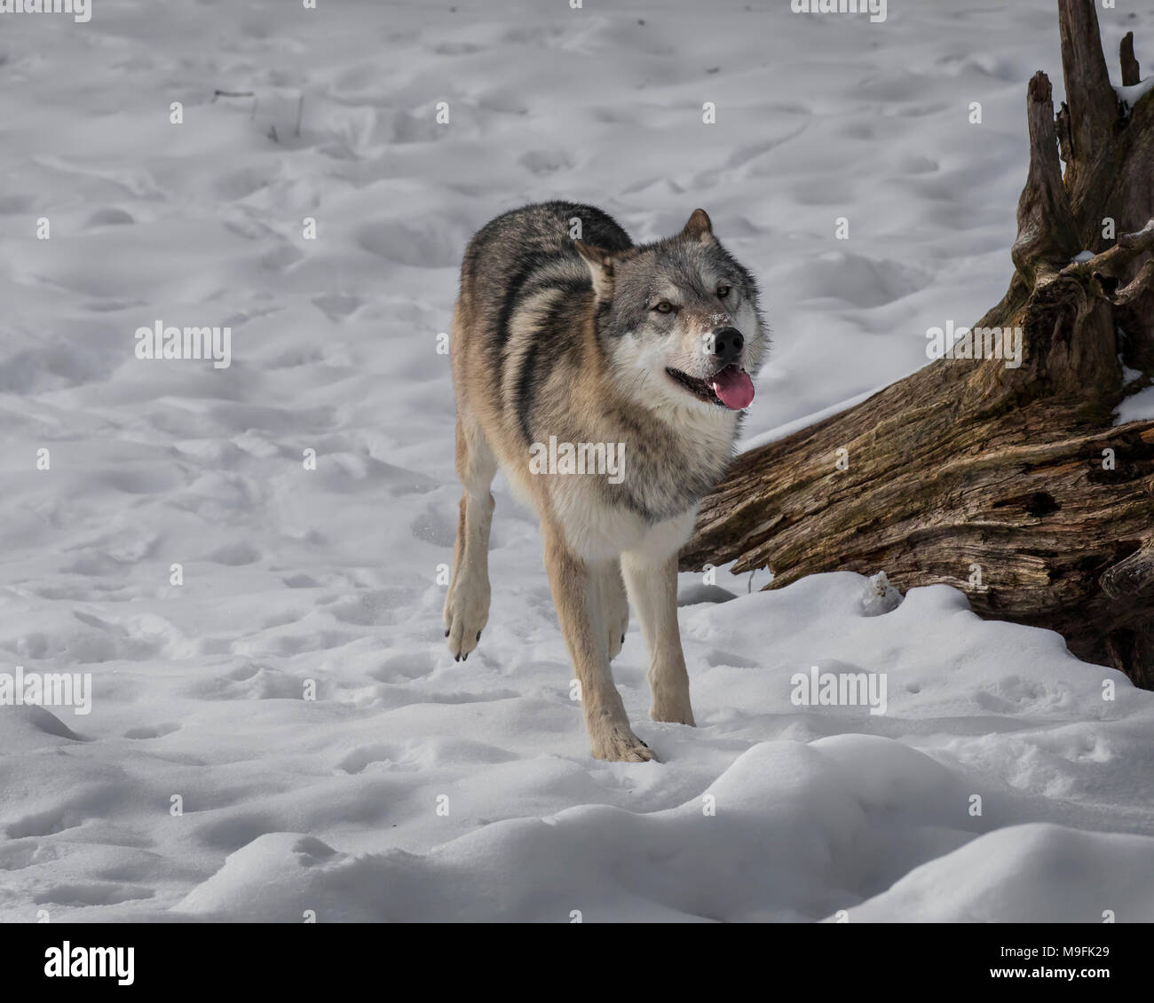 Wolf Pack au Triple D Game Farm Banque D'Images