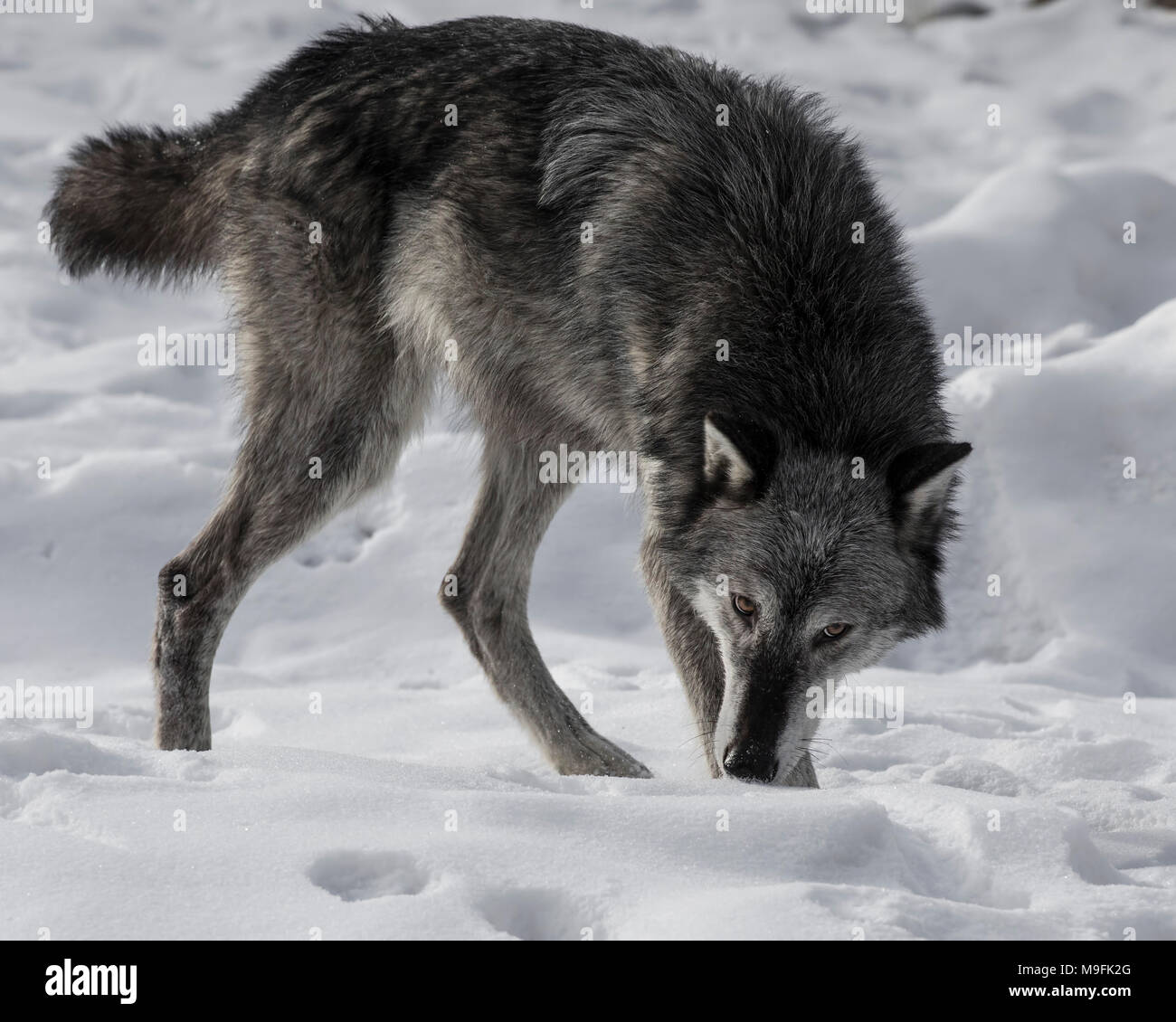 Wolf Pack au Triple D Game Farm Banque D'Images