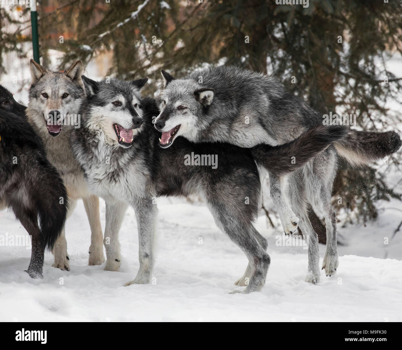 Wolf Pack au Triple D Game Farm Banque D'Images