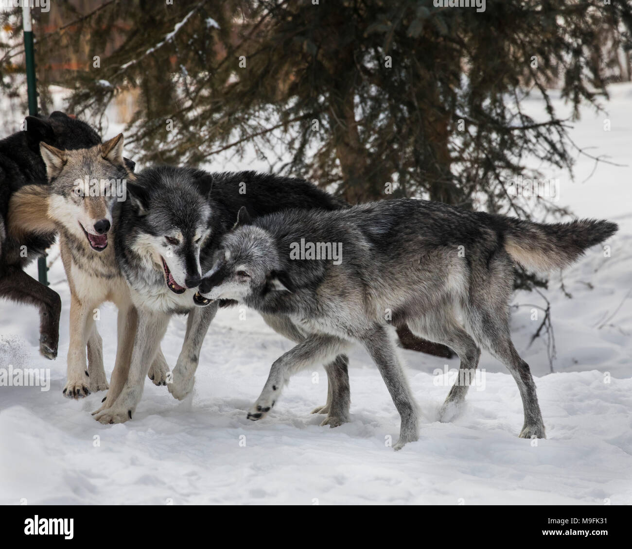 Wolf Pack au Triple D Game Farm Banque D'Images