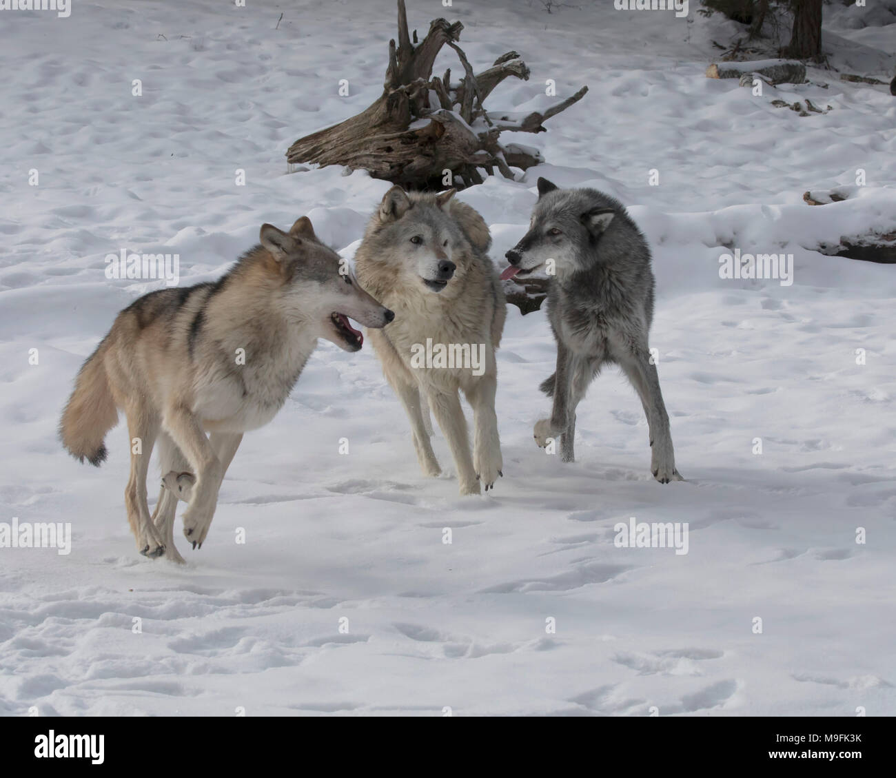 Wolf Pack au Triple D Game Farm Banque D'Images