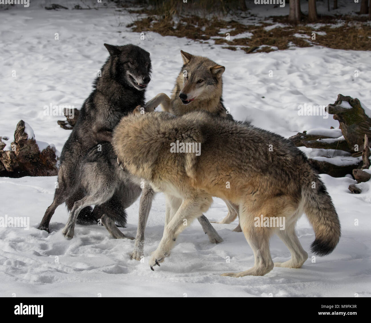 Wolf Pack au Triple D Game Farm Banque D'Images
