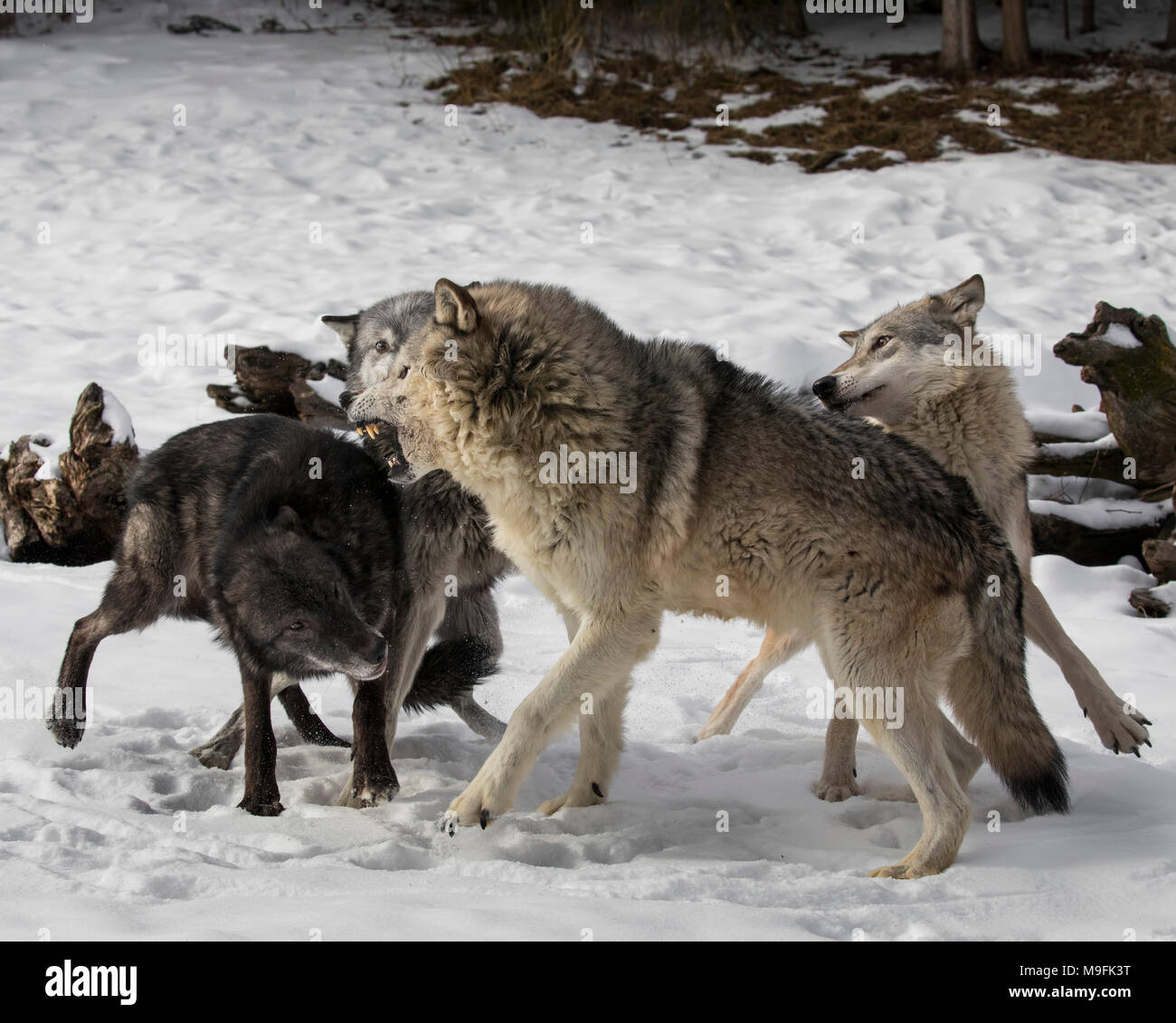 Wolf Pack au Triple D Game Farm Banque D'Images