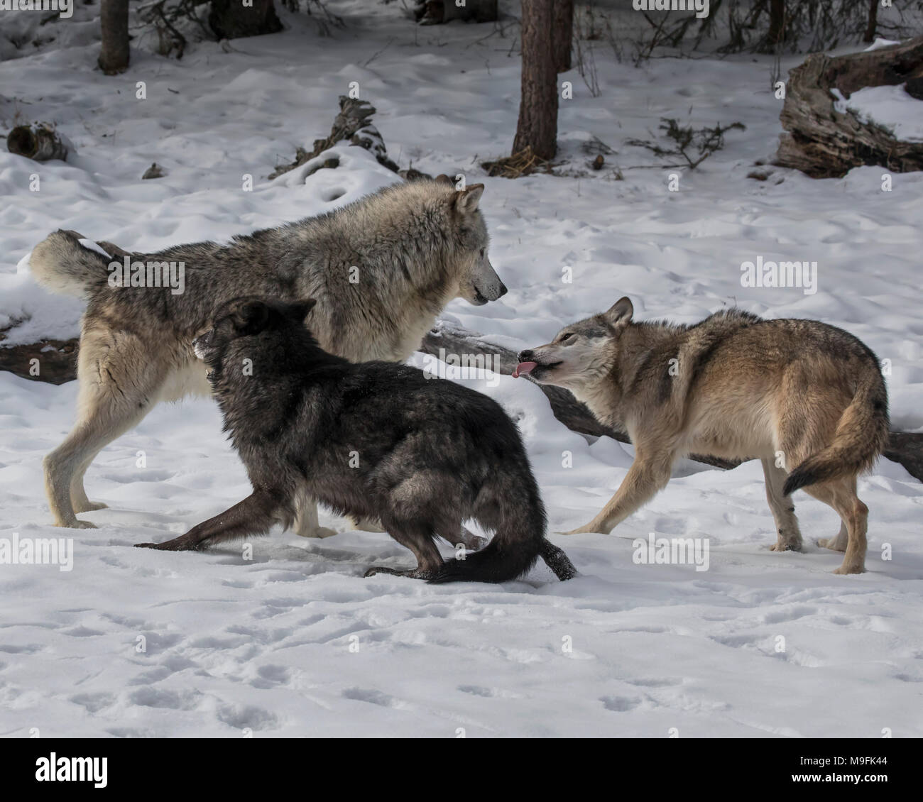 Wolf Pack au Triple D Game Farm Banque D'Images