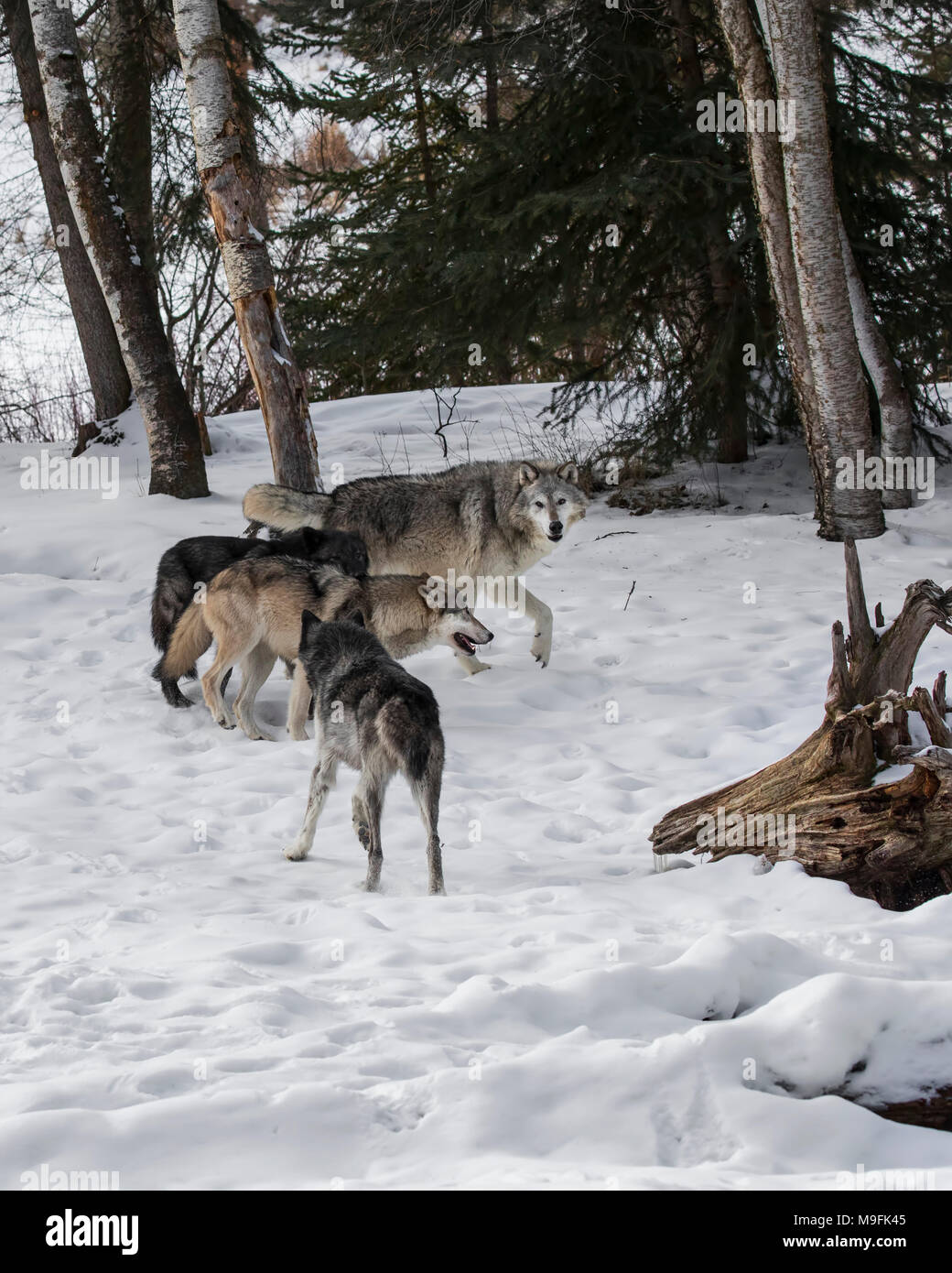 Wolf Pack au Triple D Game Farm Banque D'Images