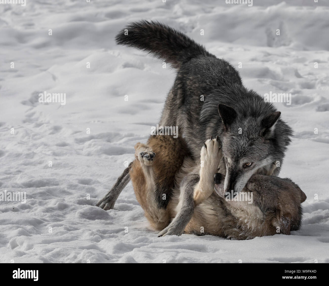 Wolf Pack au Triple D Game Farm Banque D'Images