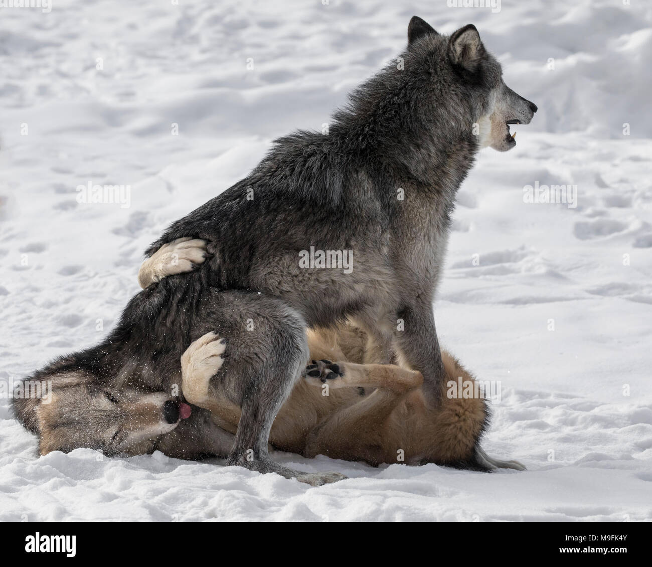 Wolf Pack au Triple D Game Farm Banque D'Images