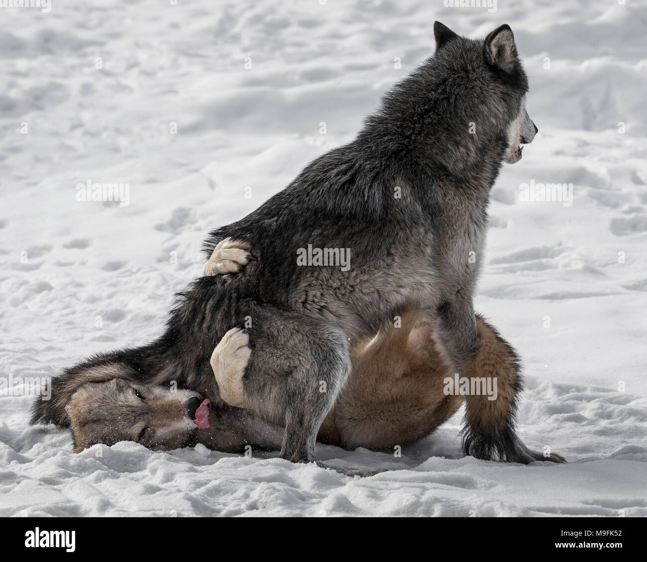 Wolf Pack au Triple D Game Farm Banque D'Images