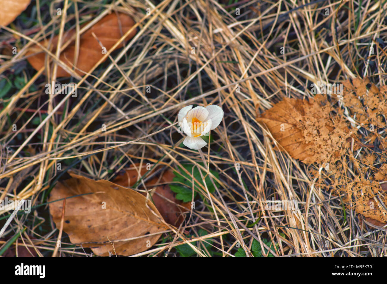 Les premières fleurs de printemps crocus. Blanc de printemps fleurs de crocus depuis le haut sur fond brun. Symbole du printemps. Banque D'Images