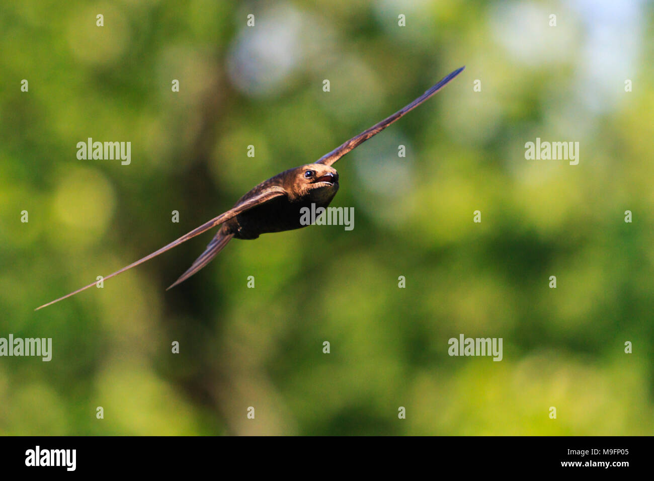 Oiseau le plus rapide au monde Banque D'Images