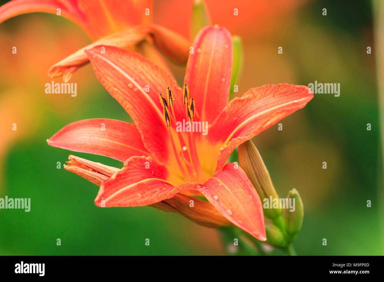 Lily rose dans le jardin Banque D'Images