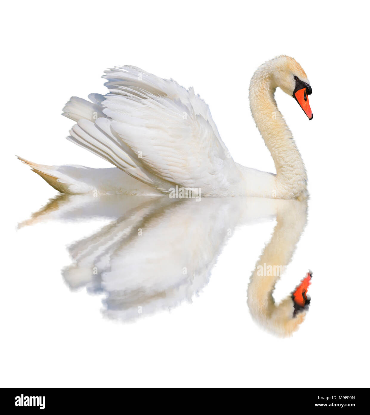 White Swan est isolé sur fond blanc Banque D'Images