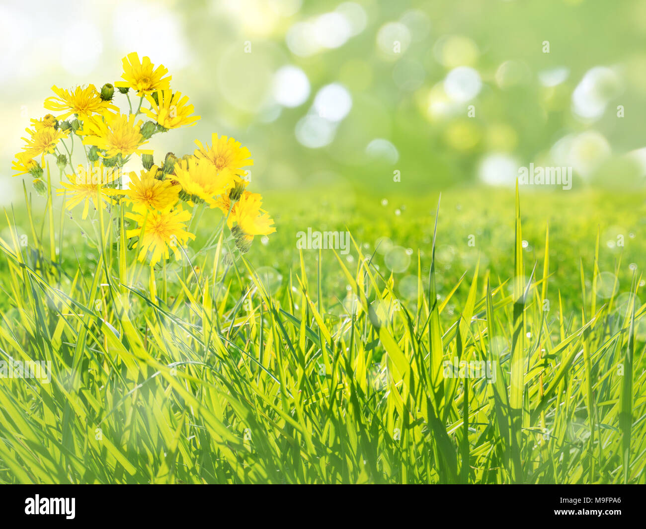 Barbe de chèvre pré-fleurs jaune sur l'arrière-plan flou Banque D'Images