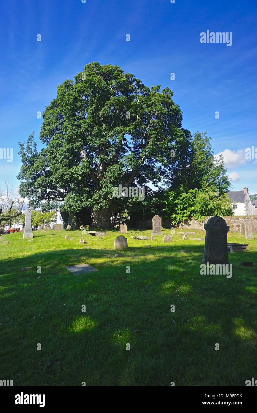 Beauly, Ecosse : un grand arbre se trouve à la fin si le cimetière en Beauly Priory, fondée en 1230. Banque D'Images