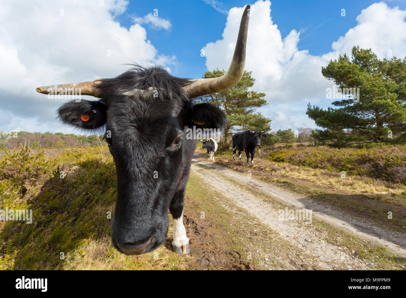Paysage Portrait photographie couleur de la tête d'une vache sur Shetland rare journée ensoleillée Banque D'Images