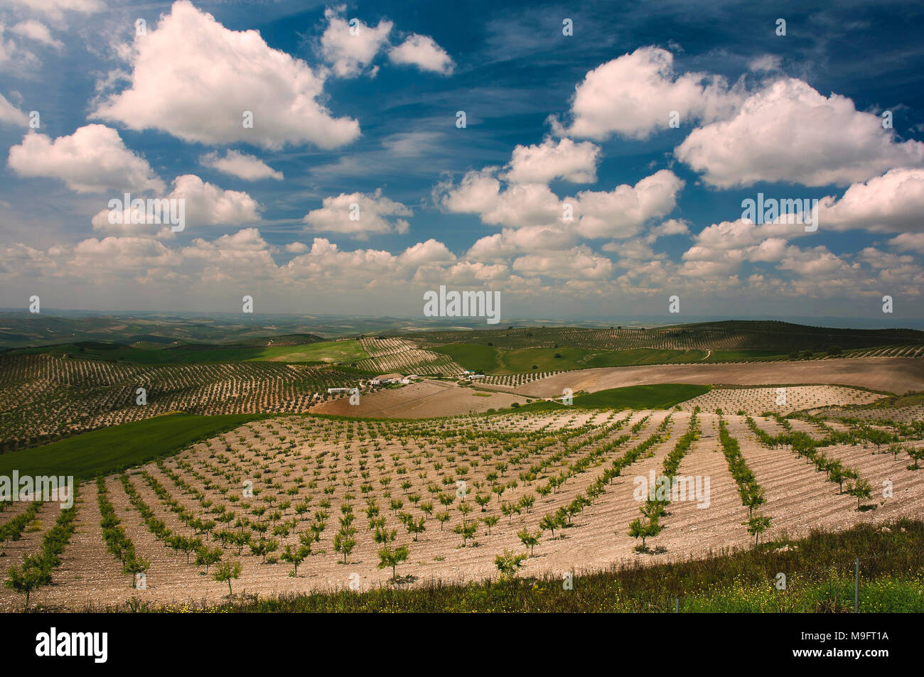 La campagne de Cordoue, Baena, Cordoba province, région d'Andalousie, Espagne, Europe Banque D'Images