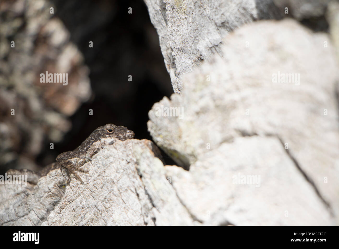 Souffle lézard lézard noir et gris brun de soleil sur un arbre avec un trou noir creux Banque D'Images