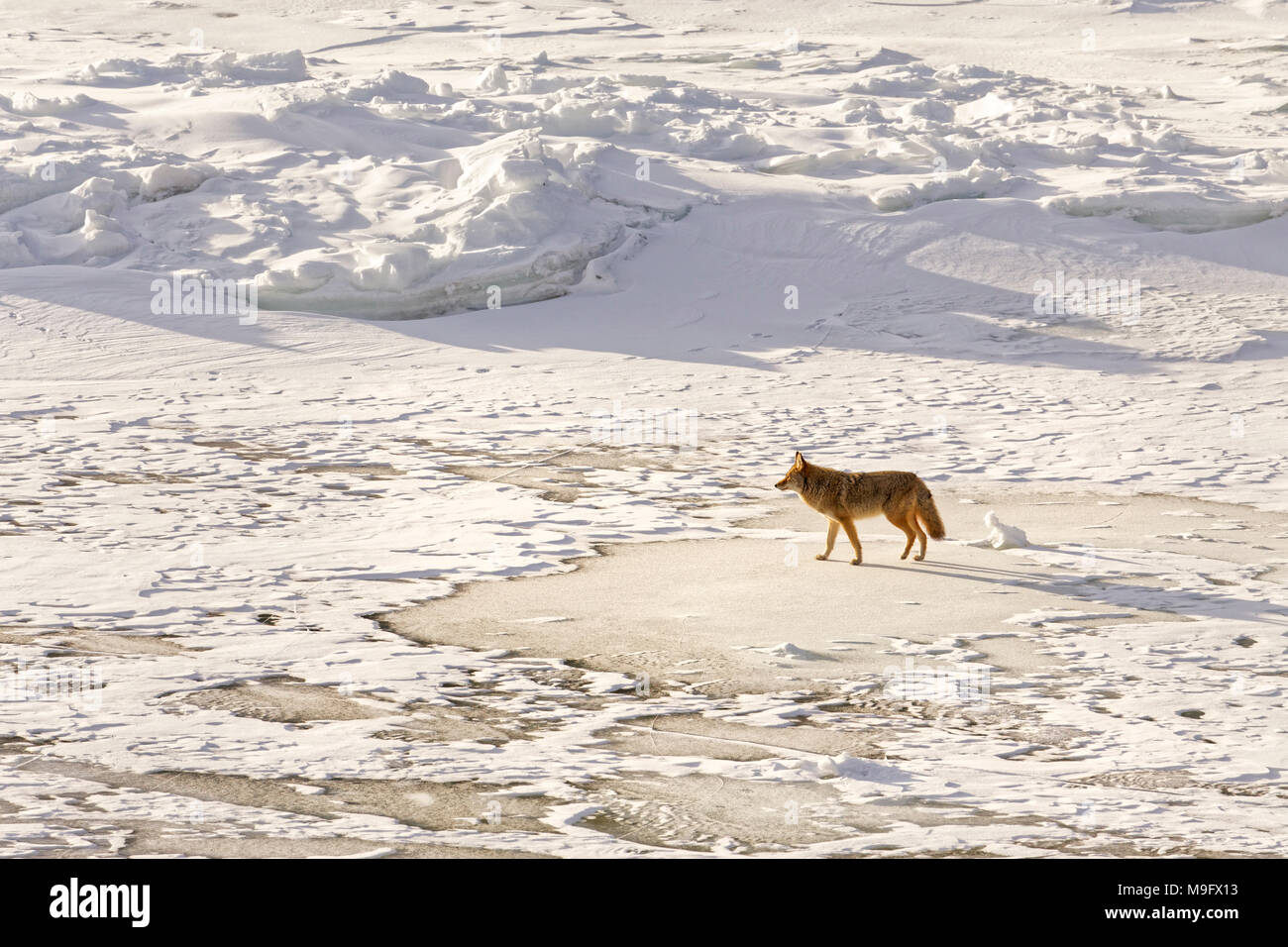 42 748,08764 un coyote dans sun marche sur une rivière gelée recouverte de neige Banque D'Images