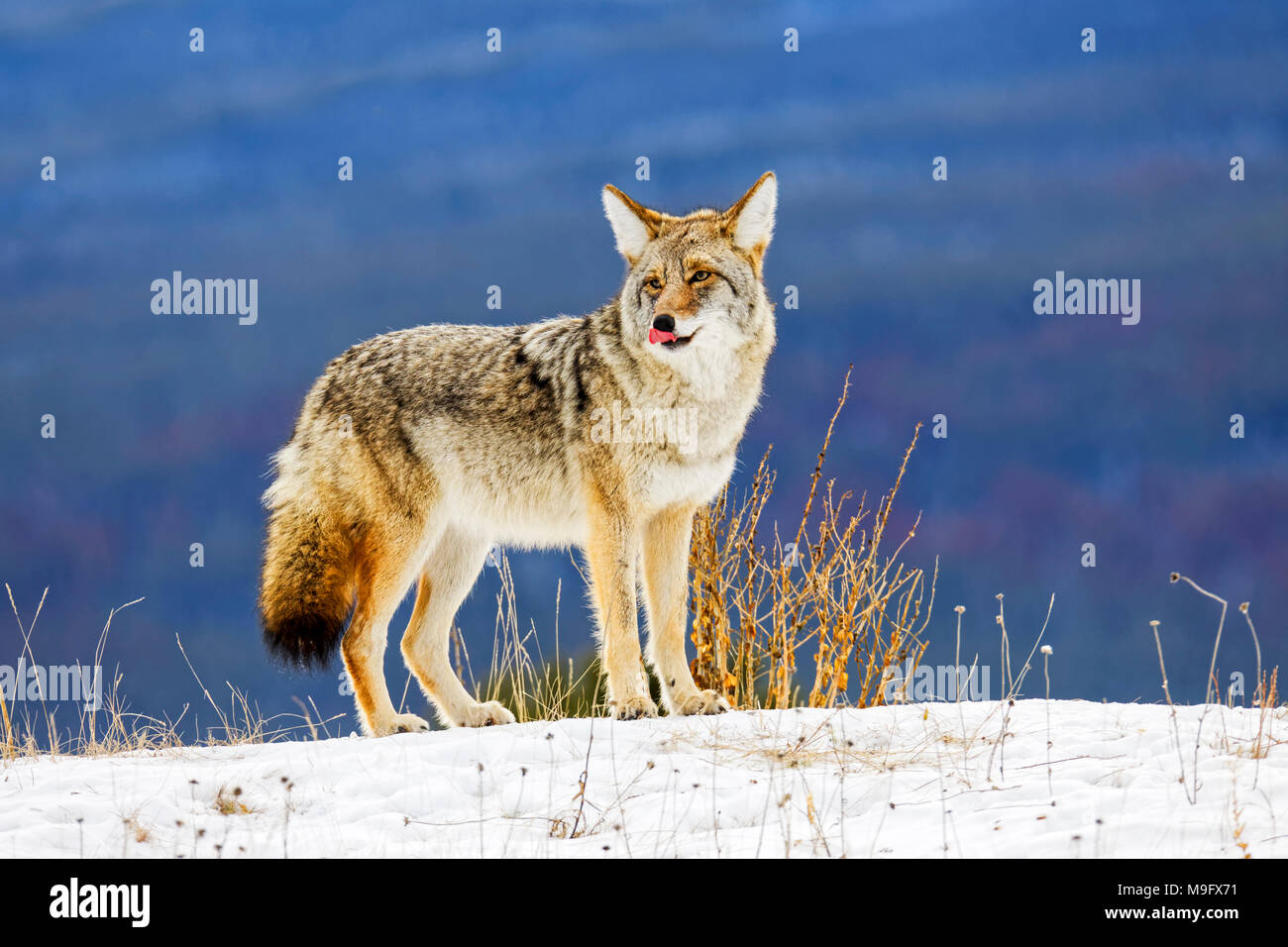42 751,09179 close up close-up of a permanent Coyote broadside sur crête d'une colline de neige en hiver, léchant ses lèvres, nez Banque D'Images