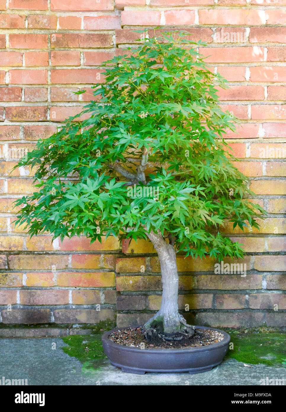 érable champêtre bonsaï acer campestre Banque de photographies et d'images  à haute résolution - Alamy