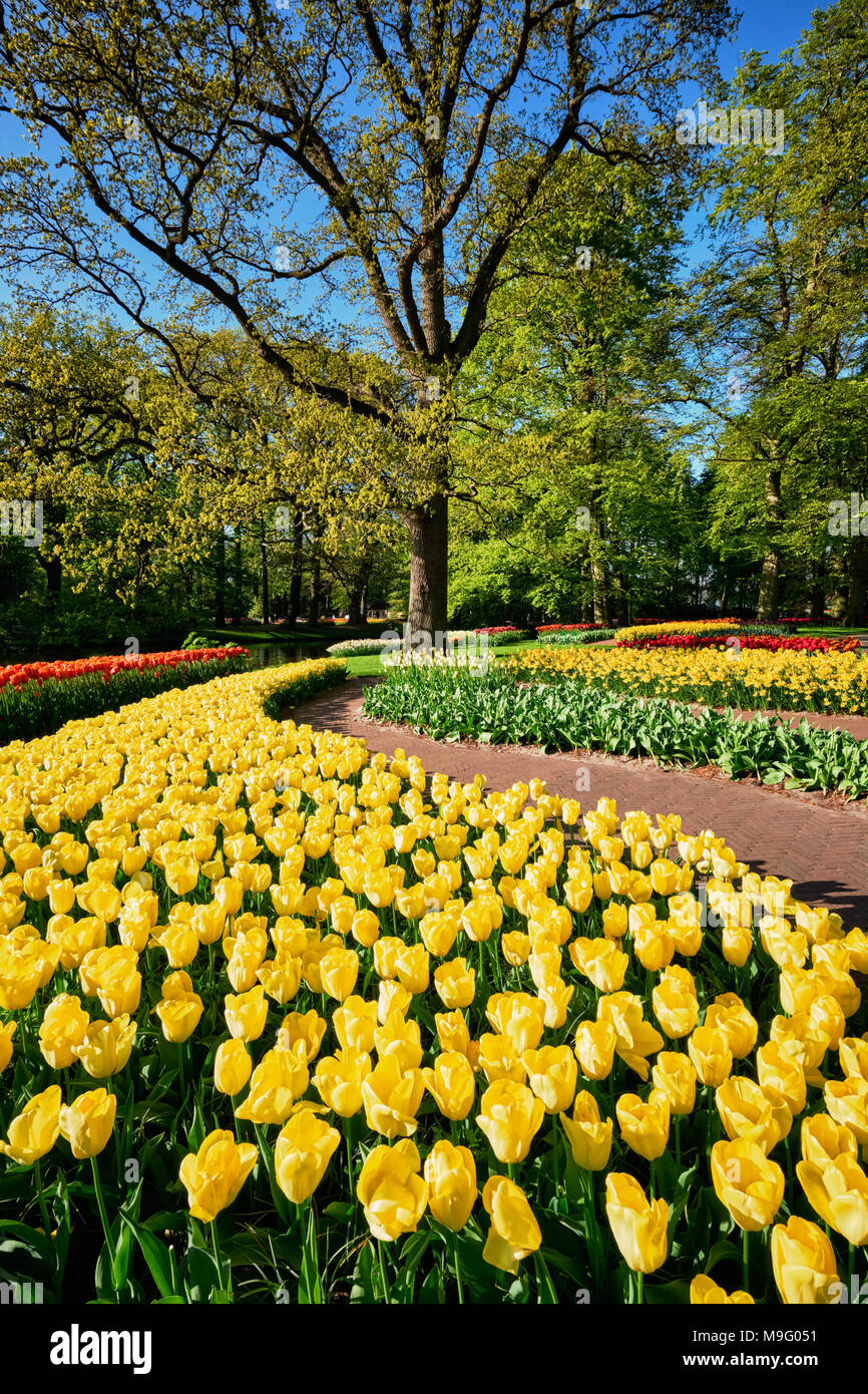 Parterres de tulipes en fleurs au jardin de fleurs Keukenhof, Netherlan Banque D'Images