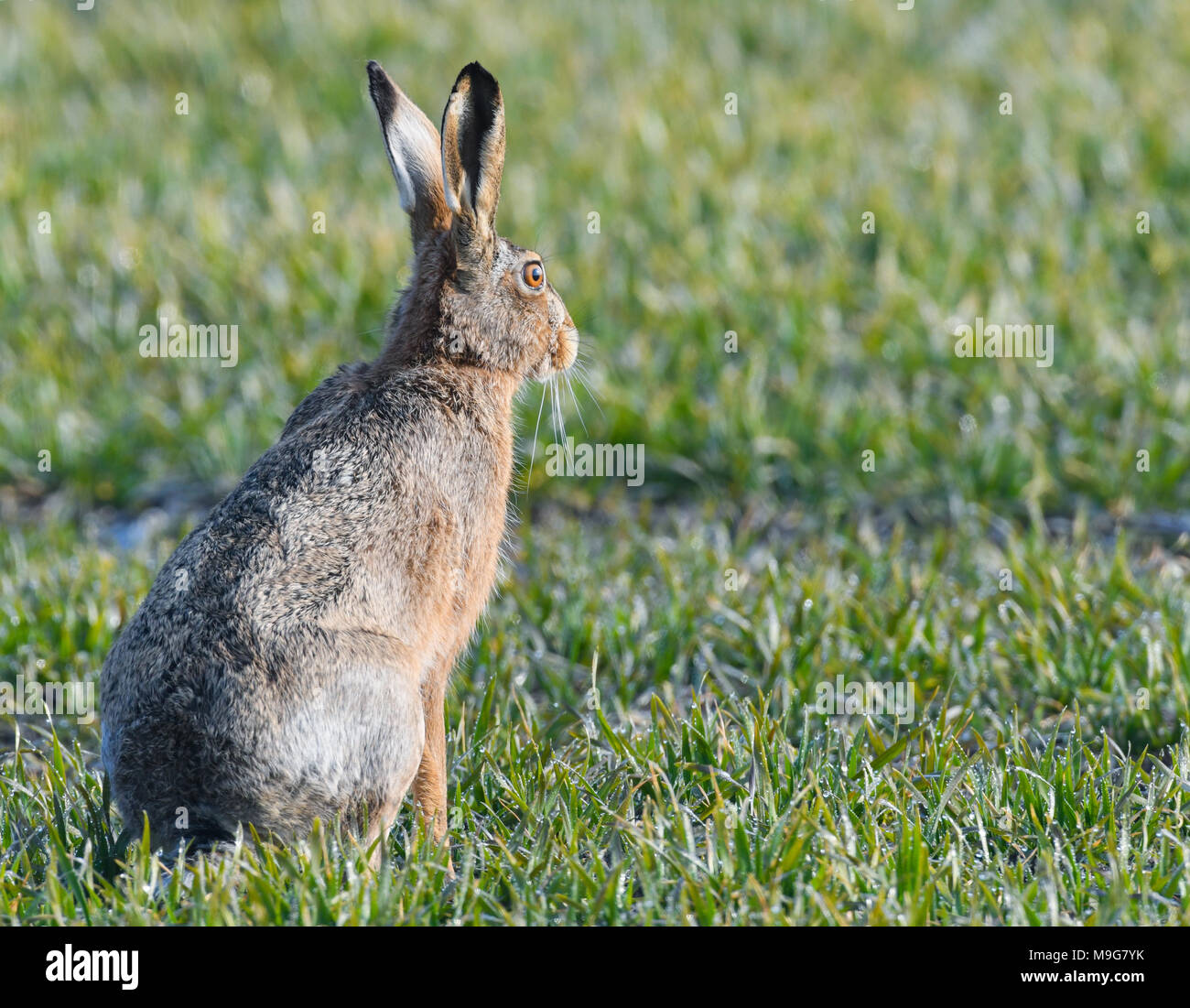 25 mars 2018, l'Allemagne, l'Sachsendorf : Un lièvre brun (Lepus europaeus) peut être vu sur un champ de cultures. Le lièvre brun est nommé en Allemagne ainsi 'Meister Lampe', 'Loeffelmann", "uemmelmann' oder 'Krummer'. Ses cuillères (Loeffel) sont entre 8.5cm jusqu'à 13cm de long. Photo : Patrick Pleul/dpa-Zentralbild/dpa Banque D'Images