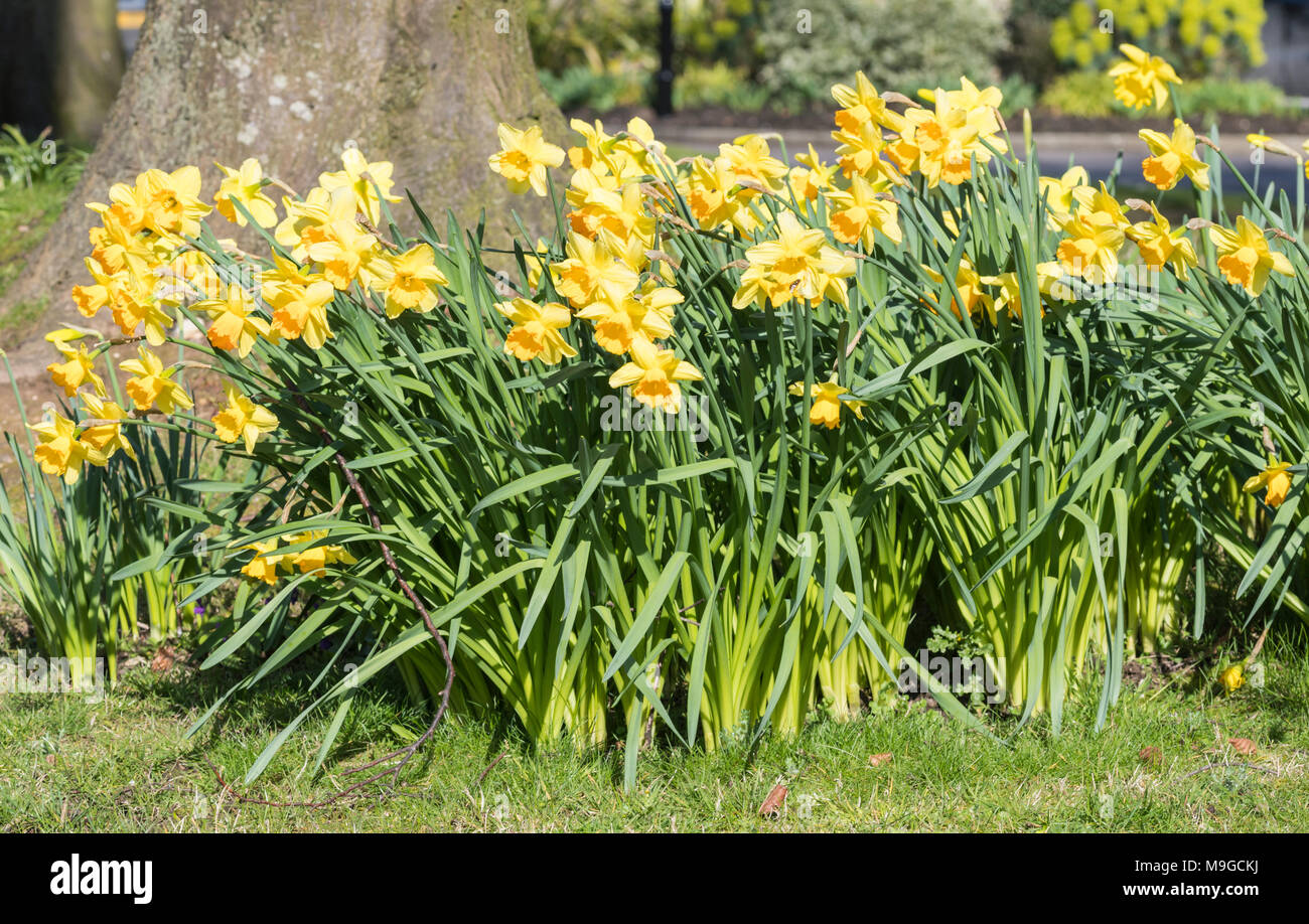 Printemps jonquilles (Narcissus) blooming sur soleil du printemps au  Royaume-Uni Photo Stock - Alamy