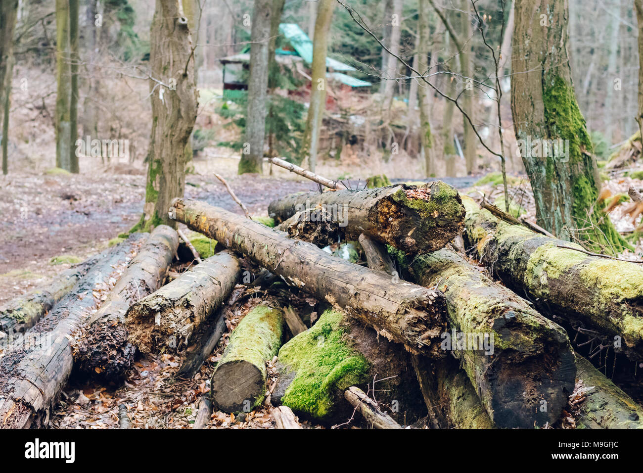 Couper des arbres prêts pour le traitement. Les bois, les grumes couvert de mousse, le sentier de randonnée autour de. Banque D'Images