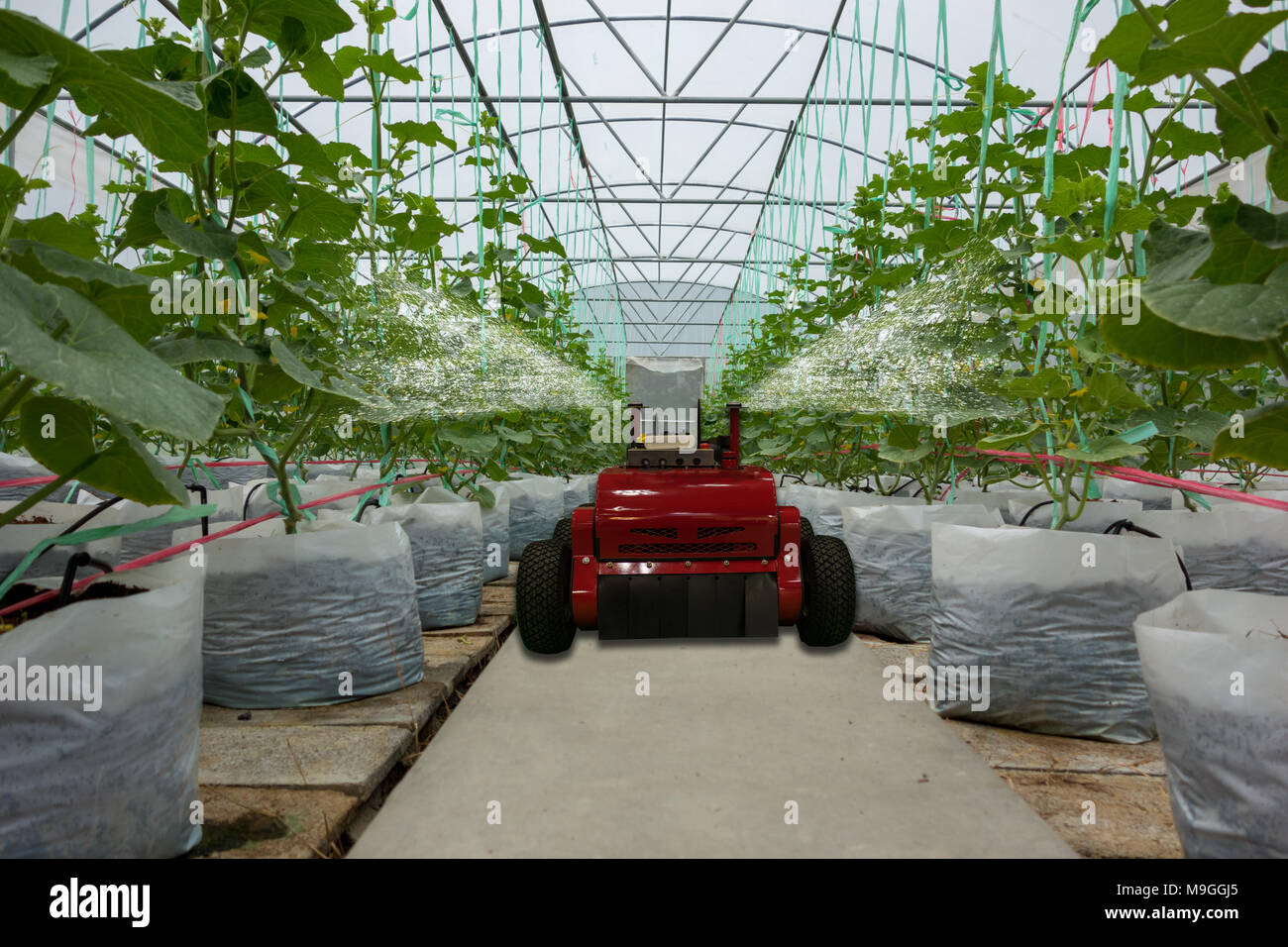 Robotique intelligente dans l'agriculture, concept futuriste robot-agriculteurs (automatisation) doit être programmée pour travailler pour la pulvérisation d'engrais chimiques,ou augmenter effici Banque D'Images