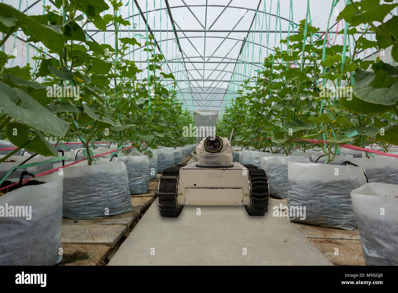 Robotique intelligente dans l'agriculture, concept futuriste robot-agriculteurs (automatisation) doit être programmée pour travailler pour la pulvérisation d'engrais chimiques,ou augmenter effici Banque D'Images