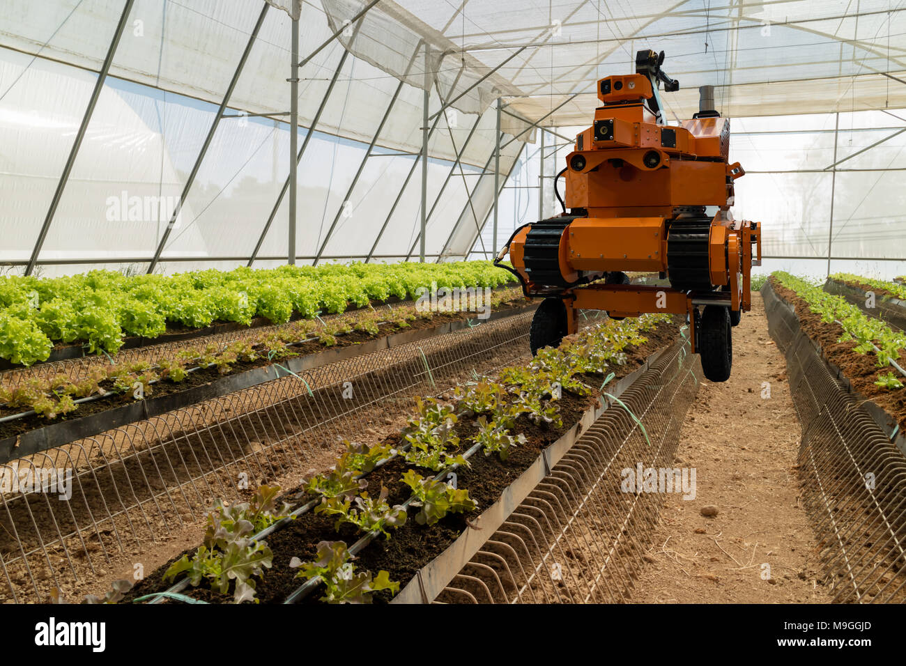Robotique intelligente dans l'agriculture, concept futuriste robot-agriculteurs (automatisation) doit être programmée pour travailler pour la pulvérisation d'engrais chimiques,ou augmenter effici Banque D'Images
